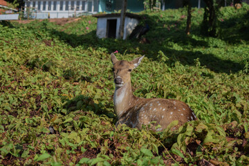Cute Deer looking at the camera