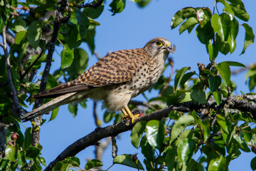 Turmfalke (Falco tinnunculus) Weibchen kröpft eine Maus