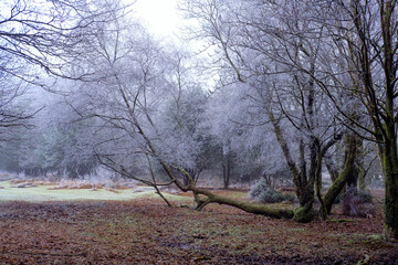 Hoar frost on Hindhead Common