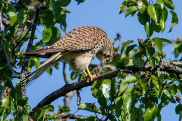 Turmfalke (Falco tinnunculus) Weibchen kröpft eine Maus