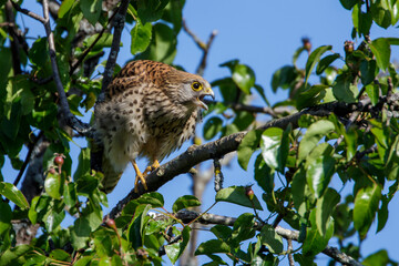 Turmfalke (Falco tinnunculus) Weibchen kröpft eine Maus