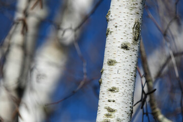 Birch logs