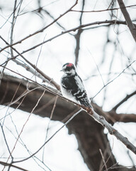 Downy Woodpecker