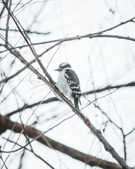 Downy Woodpecker