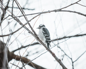Downy Woodpecker