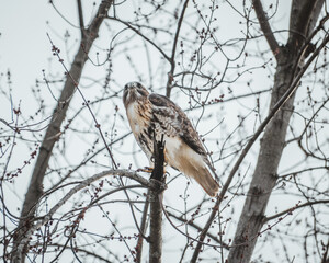 Redtailed Hawk