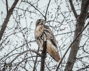Redtailed Hawk