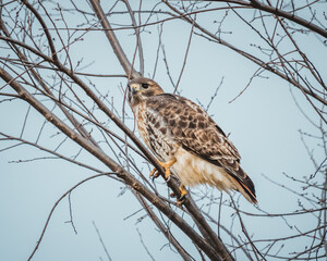 Redtailed Hawk