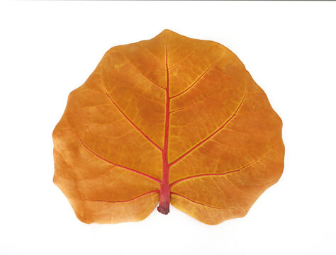 Front view of Ocher colored leaf of the Uvero de Playa tree, typical tree of the Caribbean and tropical areas, isolated on white background. Coccoloba uvifera, also grapes creek close up.