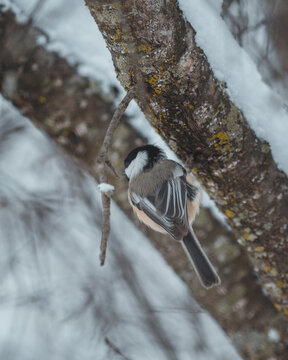 Chickadee