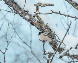 Chickadee