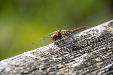 Libelle am Morgen