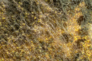 yellow mold spores macro shot with detail visible