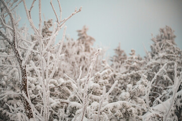 Abendlicht im Winterland