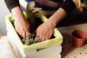 woman gardening at home. hands watering plants in home made garden during lock down. taking care of plants at home with natural sun light
