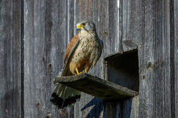 Turmfalke (Falco tinnunculus) M&auml;nnchen