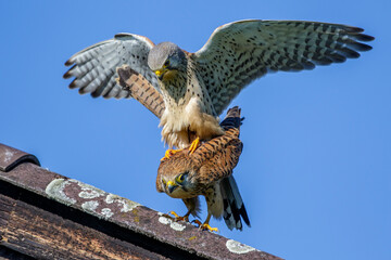 Turmfalken (Falco tinnunculus) Paarung