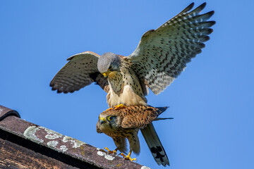 Turmfalken (Falco tinnunculus) Paarung