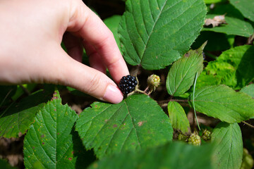 Girl is picking up the blackberry. Ecological berries in the forest. Healthy food.