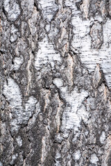 The texture of the birch bark. Birch bark background