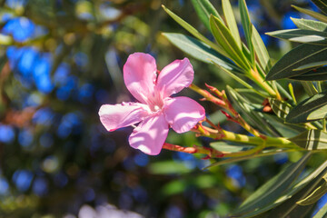 Blooming pink Nerium oleander in a garden