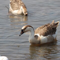 country goose branta canadensis