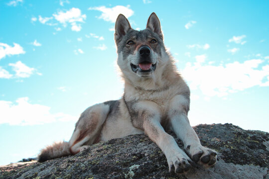 Lobo alfa en lo alto de una roca 