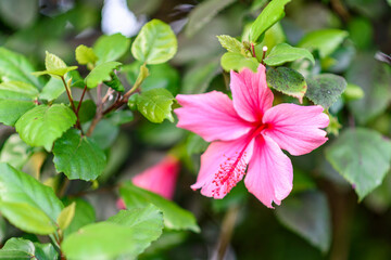 Tropical Pink Hibiscus Growing On The Bush. Selective focus.