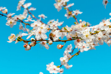 Blooming tree branch, cherry plum blossoms on a background of blue sky
