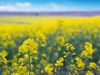 Yellow rapeseed flowers in the field, blooming rapeseed field