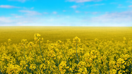 Spring view with yellow rapeseed flowers and blue sky
