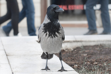 Fototapeta premium Hooded crow in the city park. Front view. Ravens in the city. Close up photo.
