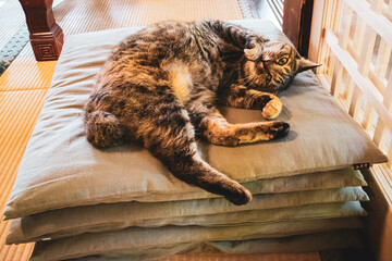 かえる寺の看板猫