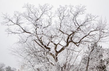 Obraz premium Frozen Tree