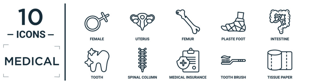 medical linear icon set. includes thin line female, femur, intestine, spinal column, tooth brush, tissue paper, tooth icons for report, presentation, diagram, web design