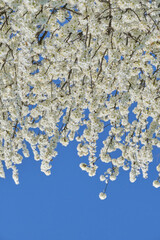 Prunus spinosa large deciduous shrub blooming with white flowers. Blue sky in the background,...