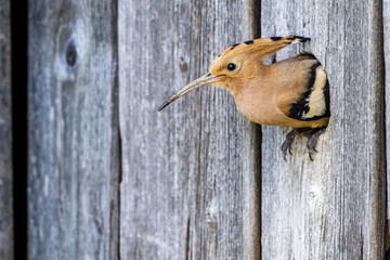 Wiedehopf (Upupa epops) © Rolf Müller