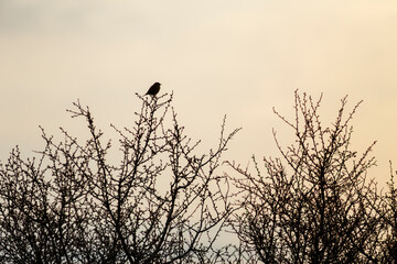 Oiseau au coucher de soleil évoquant une nature épargnée et apaisée, la contemplation, le...