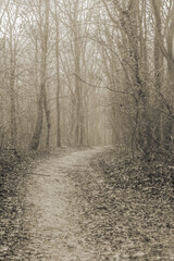 Obraz premium Misty road in the woods