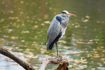 Resting and observing posture on one leg