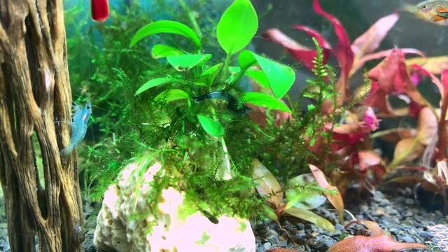 Blue Diamond shrimp is cleaning her eggs in aquarium fish