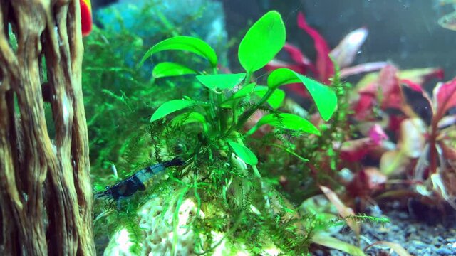 shrimp Blue Diamond closeup in aquarium fish 