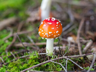Close up of Amanita muscaria. Commonly known as fly agaric