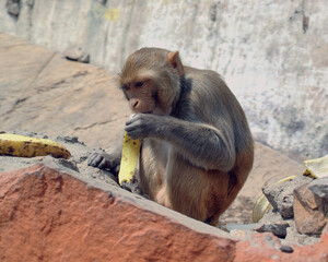 Monkey India