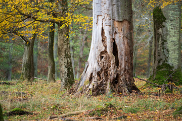 Fototapeta premium Large dead tree trunk standing upright in the forest