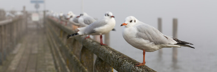 White-grey colored seagulls  (Chroicocephalus ridibundus, also known as black headed gull) sitting on the handrail of a jetty. Panorama format.