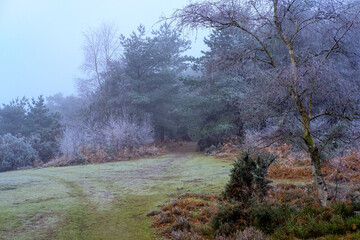 Hoar frost on Hindhead Common