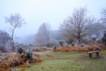 Hoar frost on Hindhead Common
