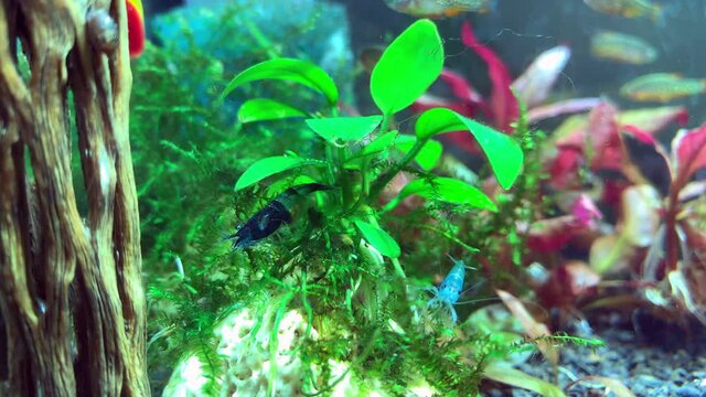 Two shrimps Blue Diamond, one with eggs