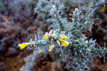 Hoar frost on Hindhead Common